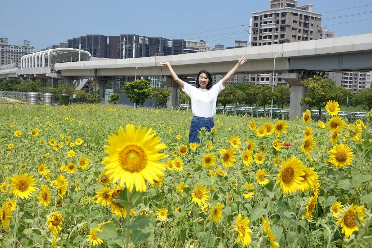尋找隱藏幾米兔！「向日葵花海」絕美綻放中，搭淡海輕軌就到