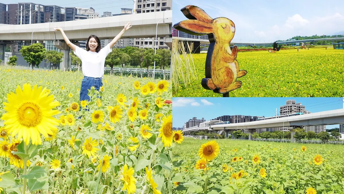 尋找隱藏幾米兔！「向日葵花海」絕美綻放中，搭淡海輕軌就到