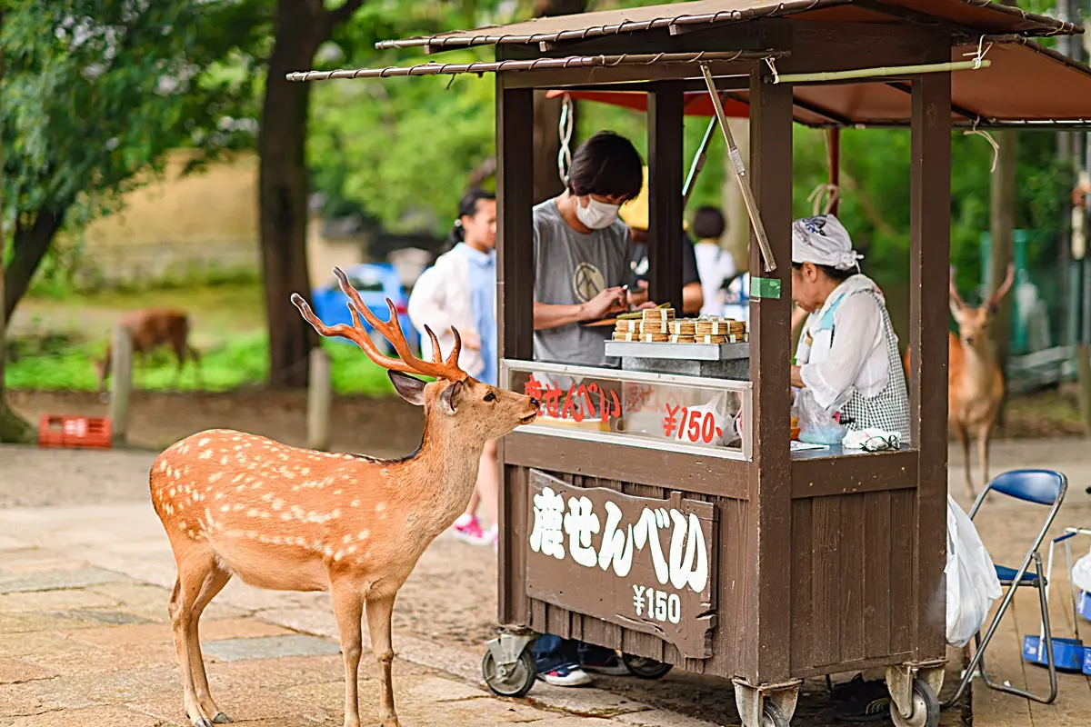奈良餵鹿「速度請放慢」!10月起鹿仙貝「不加料加價」,記得多帶零錢了 奈良餵鹿「速度請放慢」!10月起鹿仙貝「不加料加價」,記得多帶零錢了