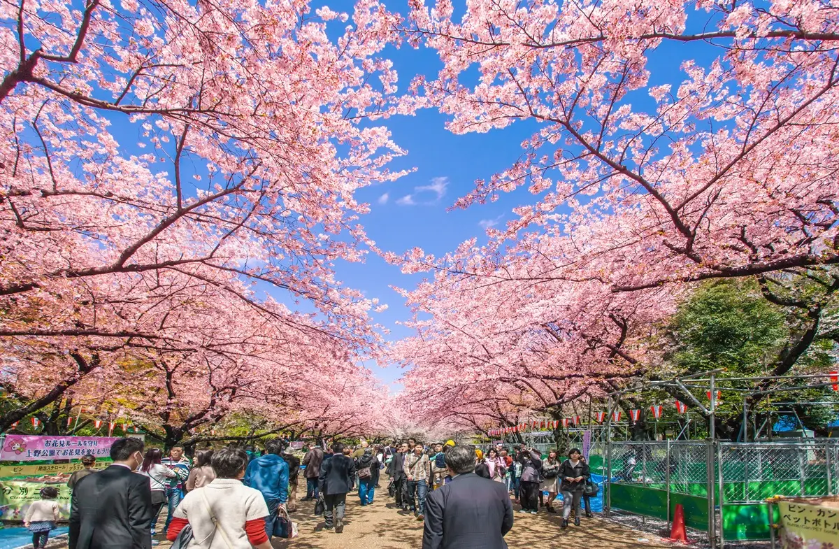 不到500元住東京!上野最新「網美旅宿」車站走路2分鐘、賞櫻勝地在旁邊 不到500元住東京!上野最新「網美旅宿」車站走路2分鐘、賞櫻勝地在旁邊