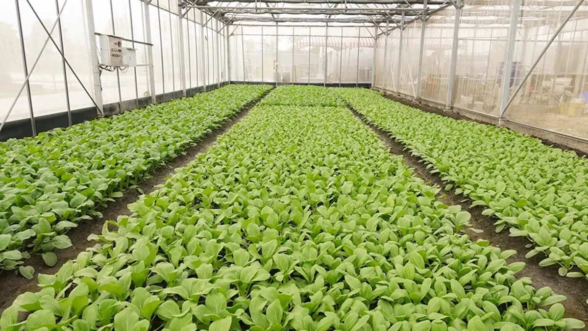 台版奈良再一處！來餵梅花鹿喝ㄋㄟㄋㄟ，還可以DIY三星蔥油餅、窯烤PIZZA