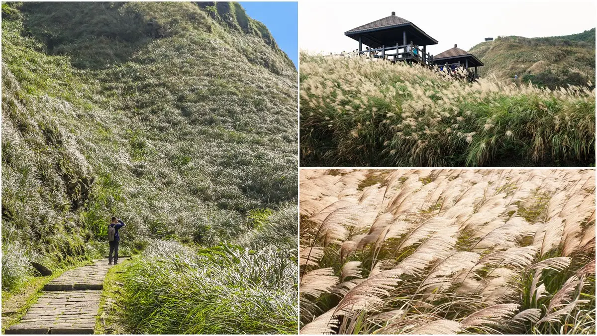 像披天使白紗！草嶺古道芒花季11/9登場，滿山秋芒「滾出一波波銀色浪」超美拍