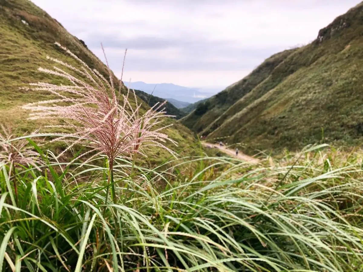 像披天使白紗！草嶺古道芒花季11/9登場，滿山秋芒「滾出一波波銀色浪」超美拍
