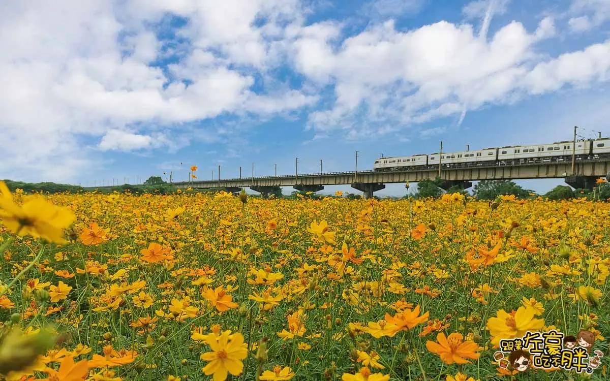 金黃火燒雲奇景現！千坪大波斯夢幻花海開了，必衝「空氣感鐵橋」拍日系美照