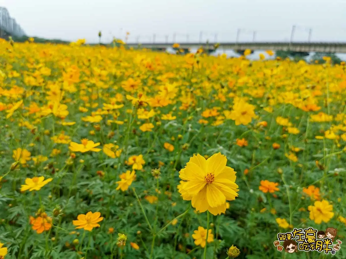 金黃火燒雲奇景現！千坪大波斯夢幻花海開了，必衝「空氣感鐵橋」拍日系美照