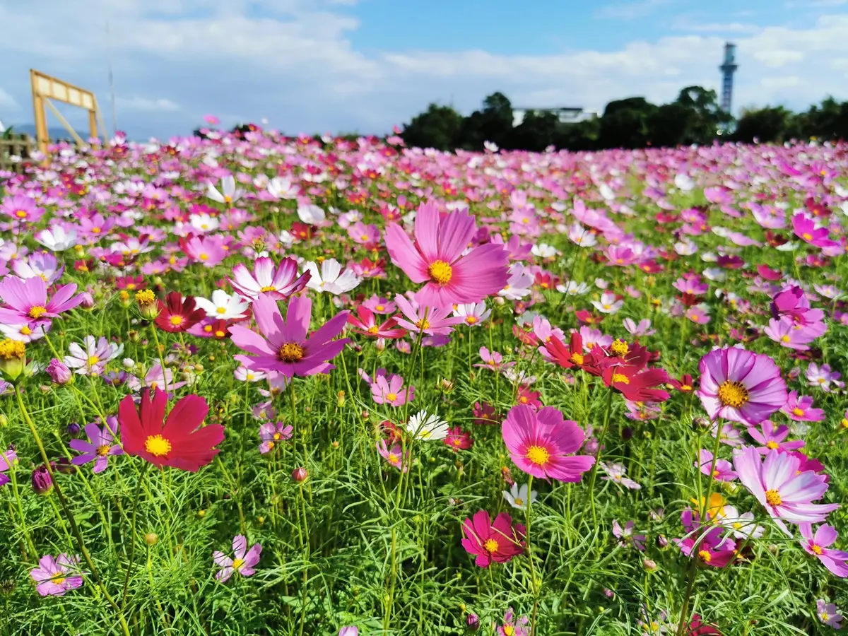 像掉滿彩色爆米花！關渡祕境花海「糖果色大波斯菊」達盛花期，免費打卡快衝了
