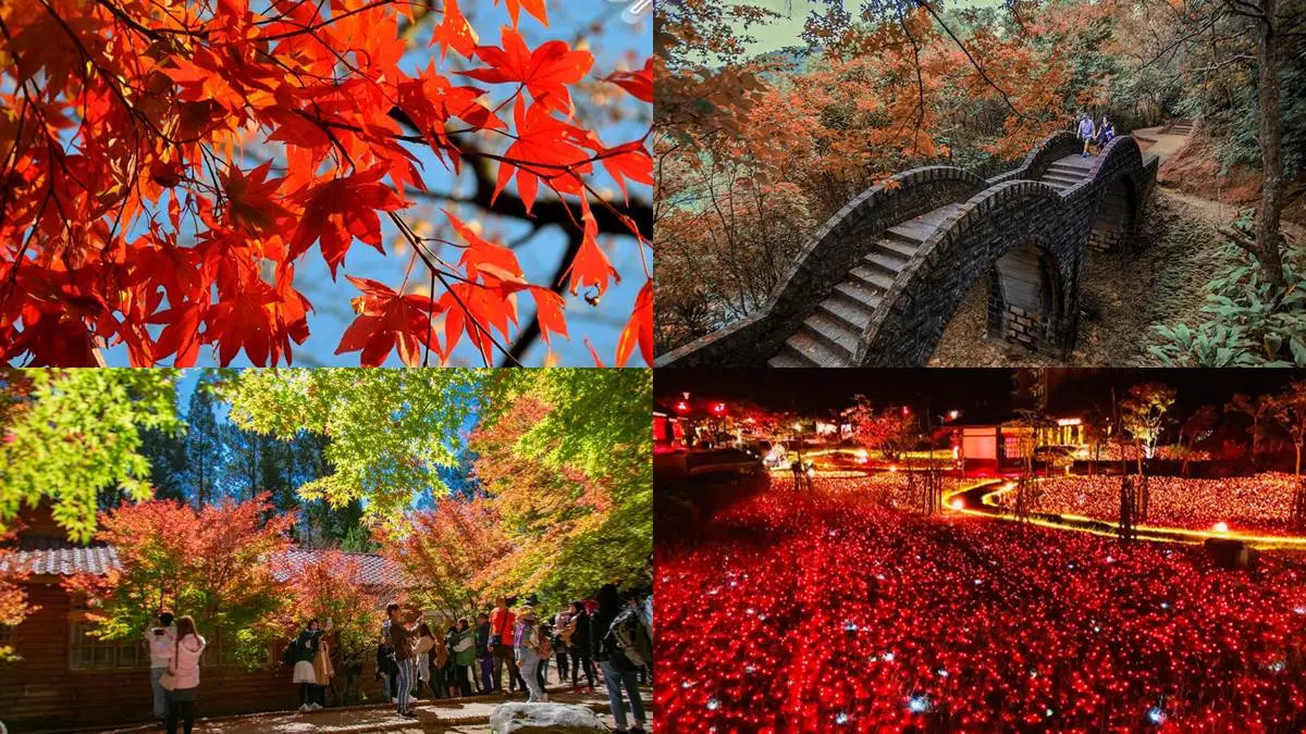 現在去拍最美！北中南7大絕佳賞楓點：京都風雙拱橋、鴛鴦湖步道、豔紅燈海公園