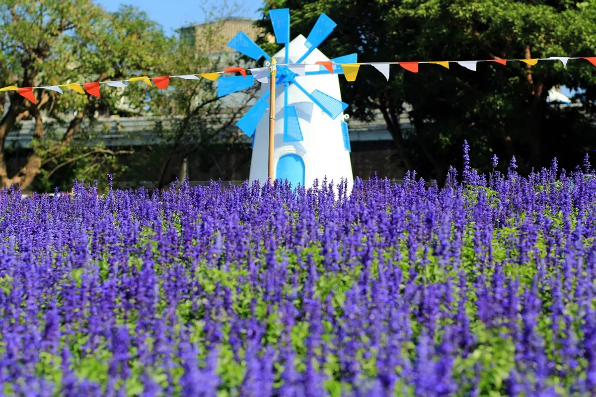 像被放大燈照過！30萬株彩色花比去年大4倍，「台版富良野」搭捷運就可到