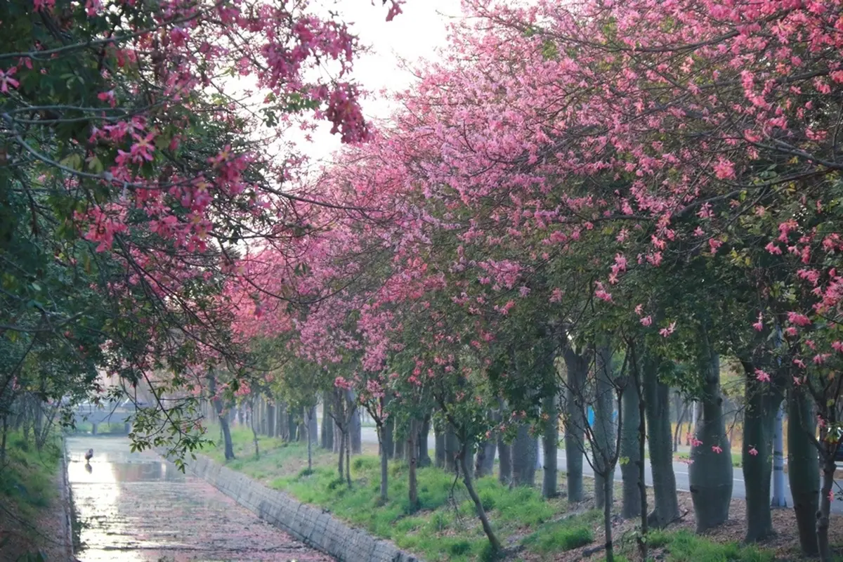 粉紅控必拍!虎尾2公里美人樹大道,最美花期颳起「粉色花瓣雪」 粉紅控必拍!虎尾2公里美人樹大道,最美花期颳起「粉色花瓣雪」