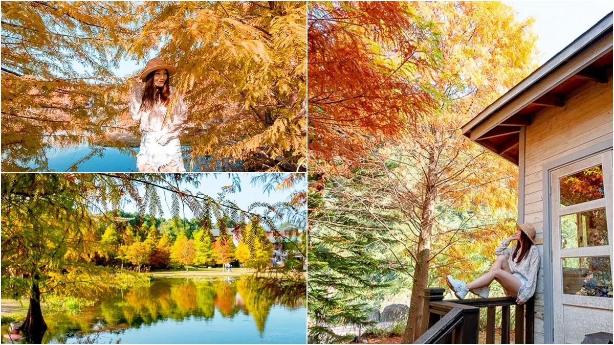 這裡可以「被落羽松擁抱」！一整排鏡面彩色松林「走獨木橋才拍得到」