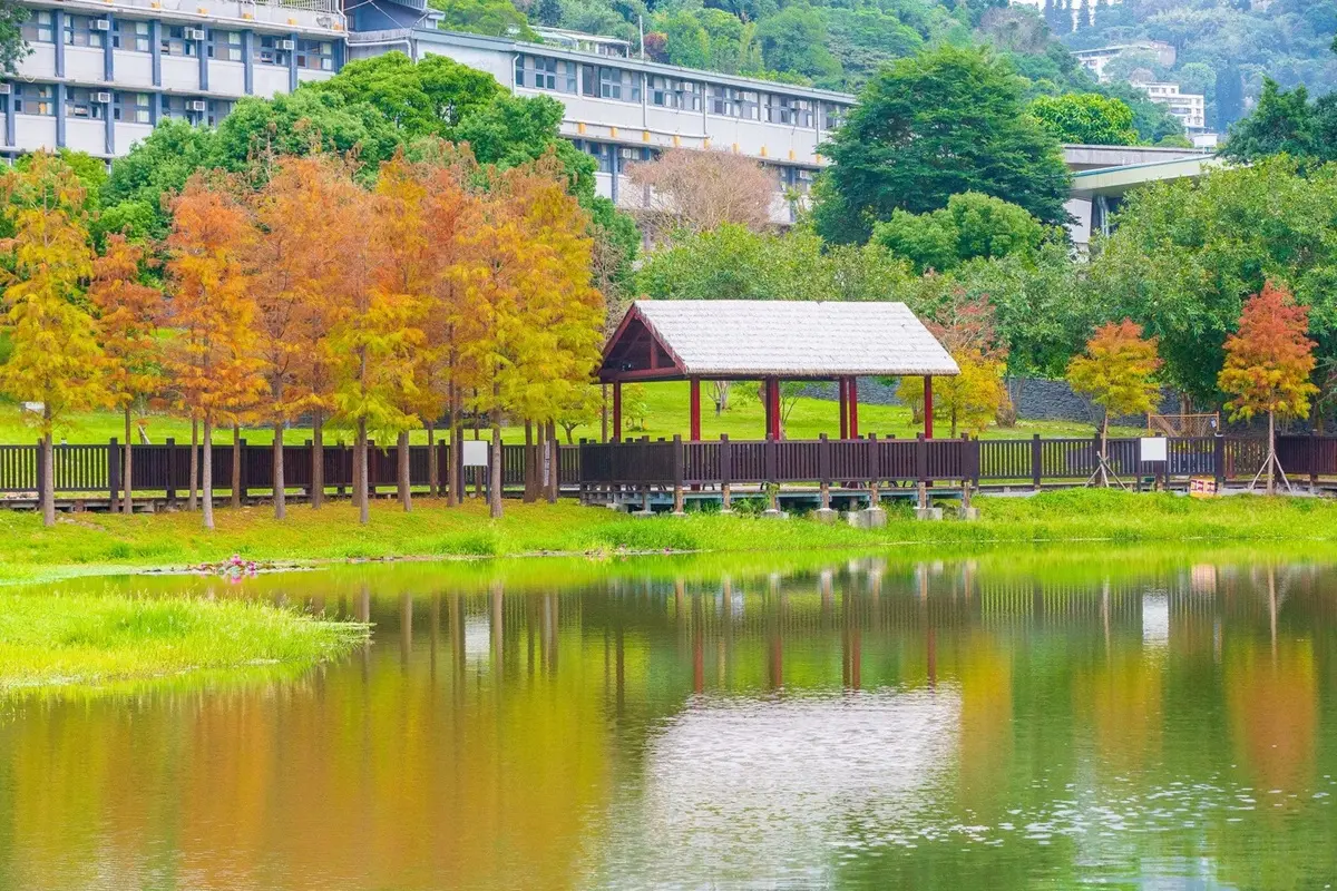 看這篇打卡！全台15處「漸層系」落羽松祕境開放追，必衝新開幕「摩天輪童話松林」