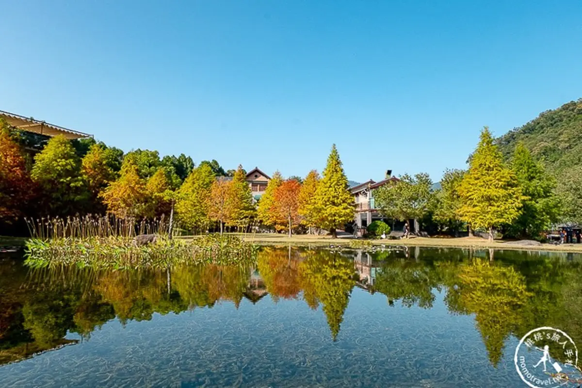 看這篇打卡！全台15處「漸層系」落羽松祕境開放追，必衝新開幕「摩天輪童話松林」