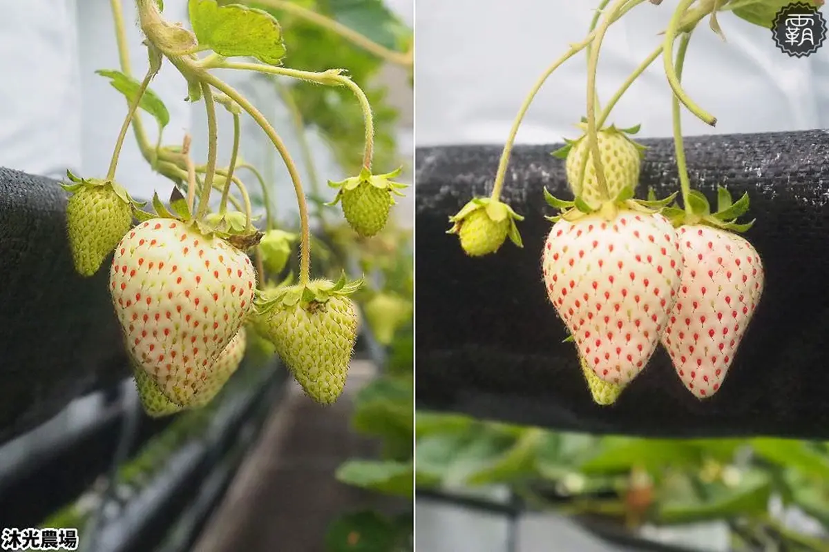 台中「稀有草莓」免費入園採！日本「紅顏」爆汁葡萄味，天使白、水蜜桃草莓接力熟