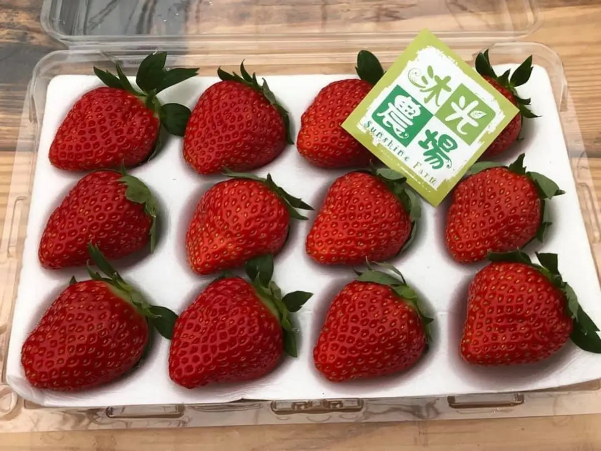 台中「稀有草莓」免費入園採！日本「紅顏」爆汁葡萄味，天使白、水蜜桃草莓接力熟