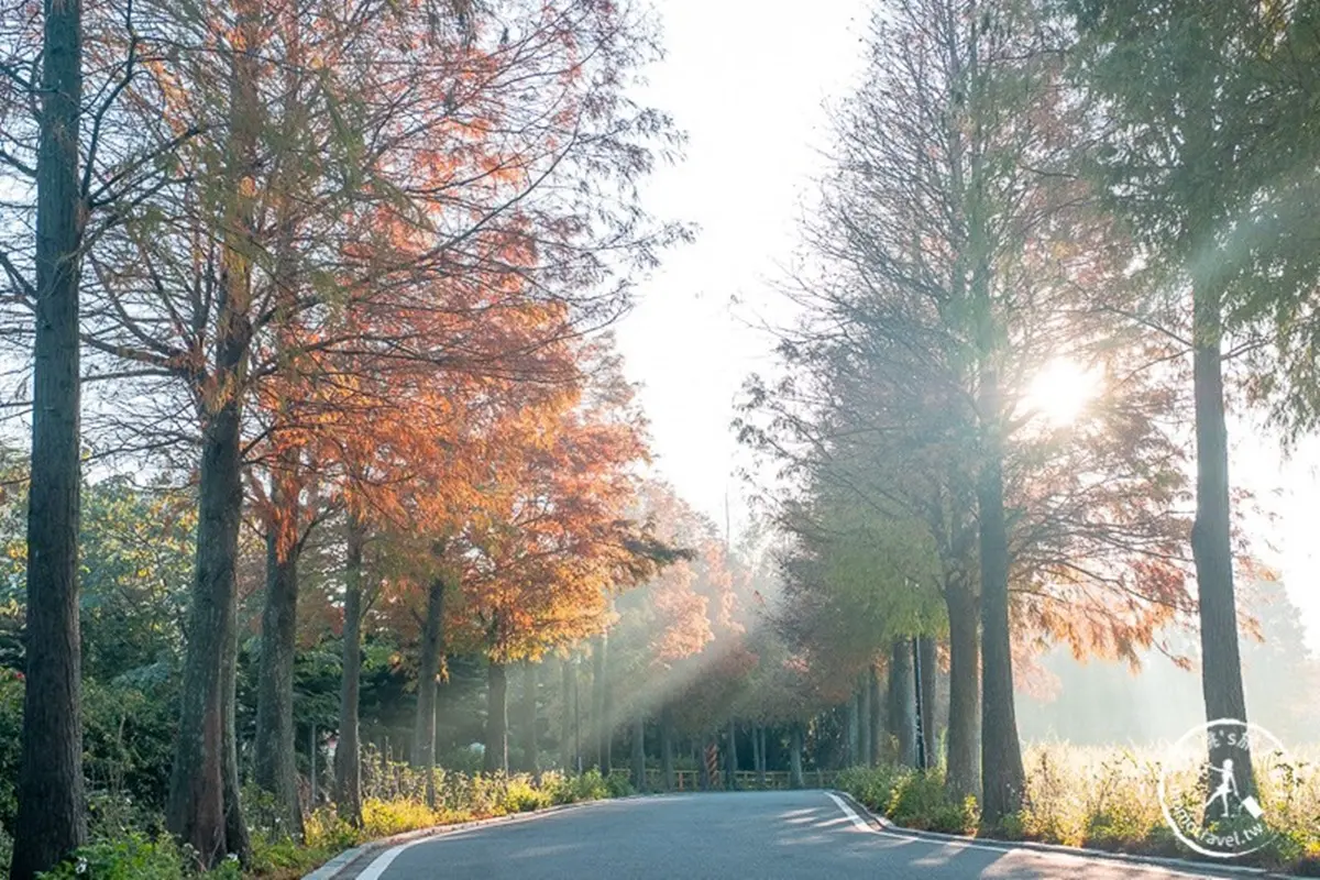全紅了!桃園落羽松大道「彎出絕美疊影」,還能抓拍期間限定「暖金色光束」 全紅了!桃園落羽松大道「彎出絕美疊影」,還能抓拍期間限定「暖金色光束」