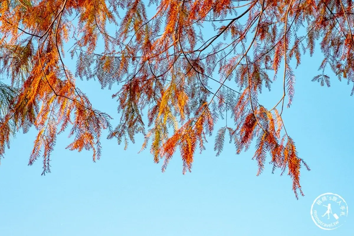 全紅了!桃園落羽松大道「彎出絕美疊影」,還能抓拍期間限定「暖金色光束」 全紅了!桃園落羽松大道「彎出絕美疊影」,還能抓拍期間限定「暖金色光束」