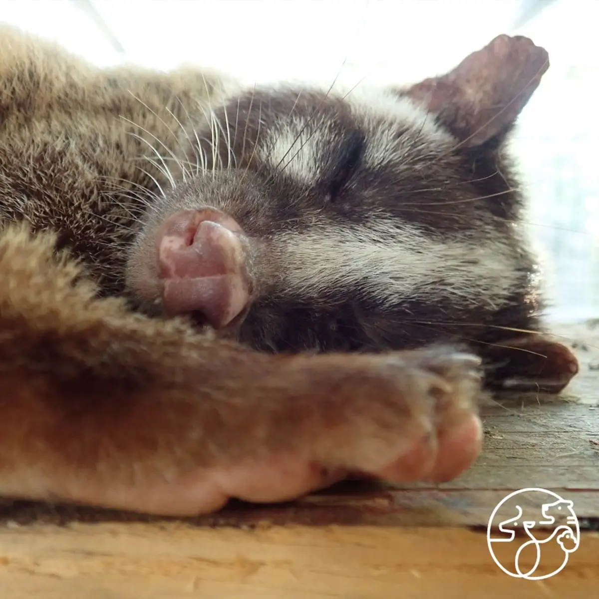 老虎猩猩撒嬌等你!新竹動物園週六開幕,外縣市12歲以下小朋友「2天免費」 老虎猩猩撒嬌等你!新竹動物園週六開幕,外縣市12歲以下小朋友「2天免費」