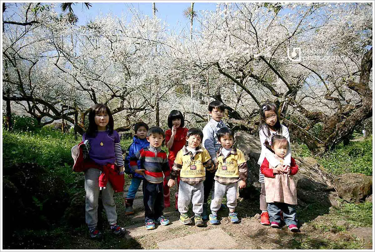 小白花像雪花飄落帳篷上,超限定南投賞梅夢幻營地,晚上生火烤棉花糖囉 小白花像雪花飄落帳篷上,超限定南投賞梅夢幻營地,晚上生火烤棉花糖囉