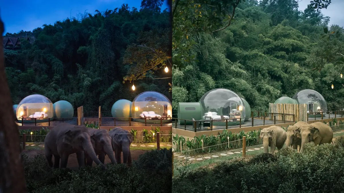 住在仙境！泰國金三角最新「雨林泡泡屋」，近距離看大象散步、夜賞星星
