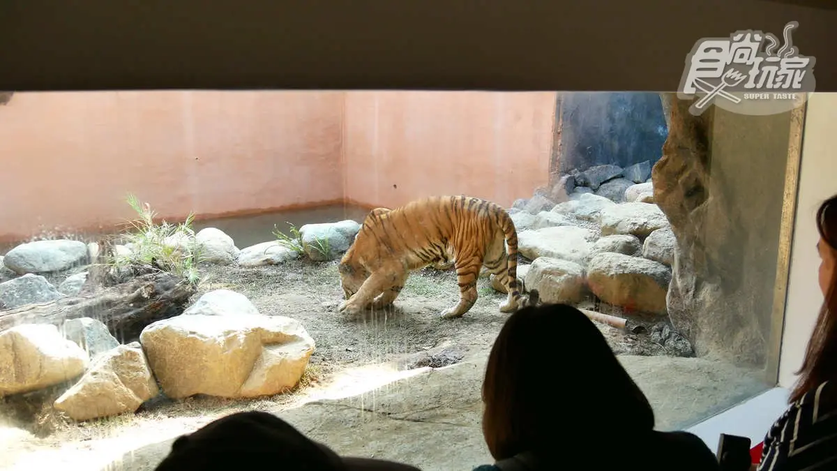 新竹動物園必看明星之一，紅毛猩猩阿嬤「貝比」當天使去了