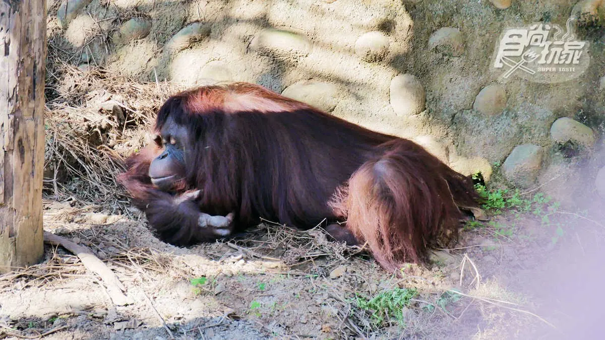 新竹動物園必看明星之一，紅毛猩猩阿嬤「貝比」當天使去了