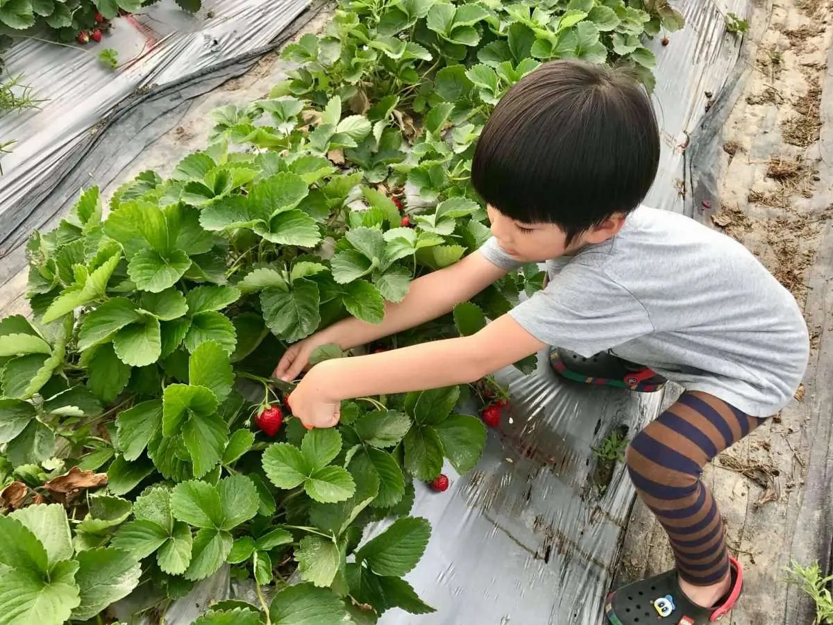 草莓自己採最好玩,高雄也有草莓園,香水草莓大又甜,還可「種草莓」 草莓自己採最好玩,高雄也有草莓園,香水草莓大又甜,還可「種草莓」