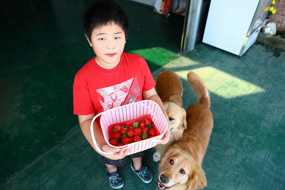 現採最新鮮!全台14處採草莓熱點+順遊:香甜「美姬」、3倍巨無霸、荷蘭魔力紅 現採最新鮮!全台14處採草莓熱點+順遊:香甜「美姬」、3倍巨無霸、荷蘭魔力紅