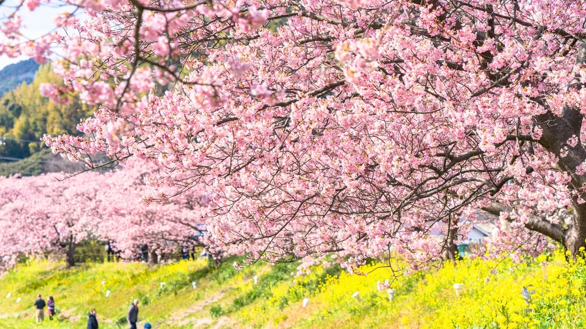 最美「日本河津櫻」2月滿開！ 4粉嫩景點必去：櫻花隧道、櫻花圓橋、粉金色水岸