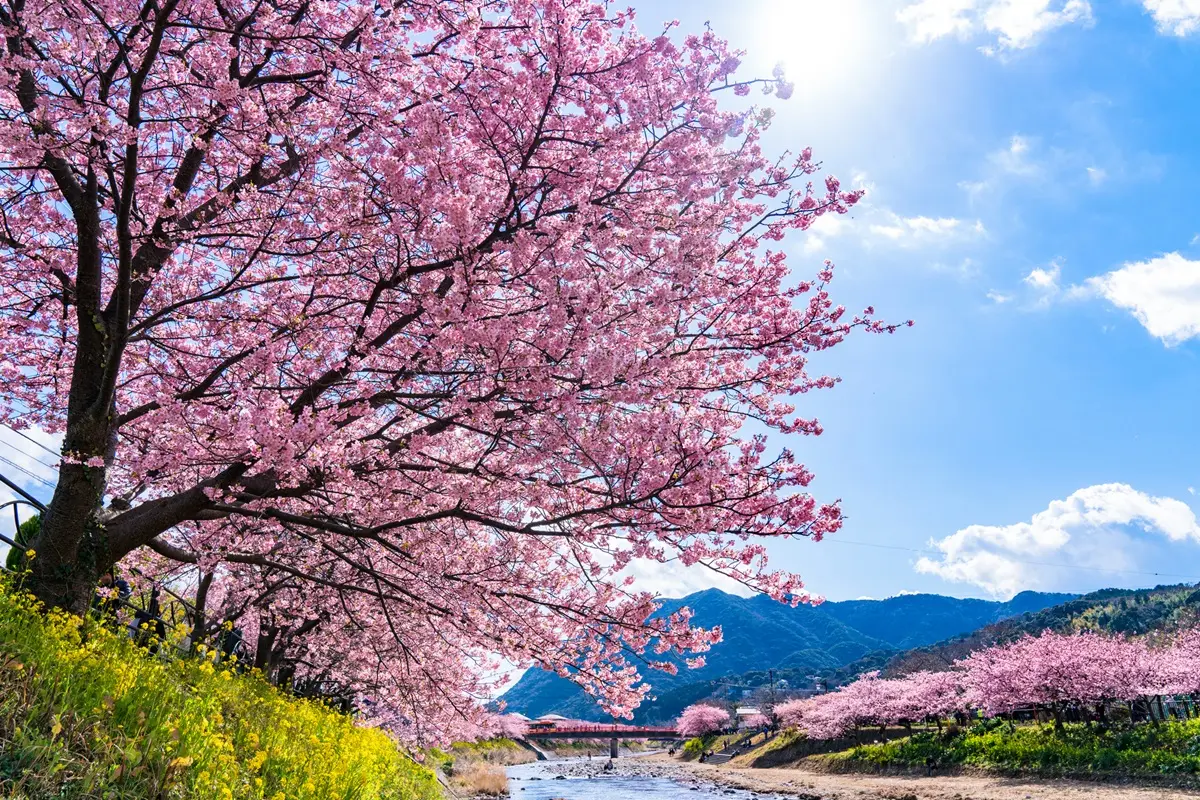 最美「日本河津櫻」2月滿開! 4粉嫩景點必去:櫻花隧道、櫻花圓橋、粉金色水岸 最美「日本河津櫻」2月滿開! 4粉嫩景點必去:櫻花隧道、櫻花圓橋、粉金色水岸
