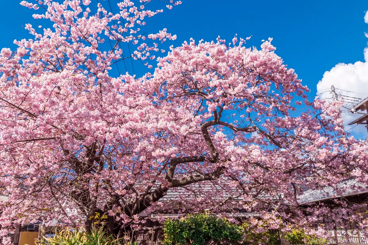最美「日本河津櫻」2月滿開! 4粉嫩景點必去:櫻花隧道、櫻花圓橋、粉金色水岸 最美「日本河津櫻」2月滿開! 4粉嫩景點必去:櫻花隧道、櫻花圓橋、粉金色水岸