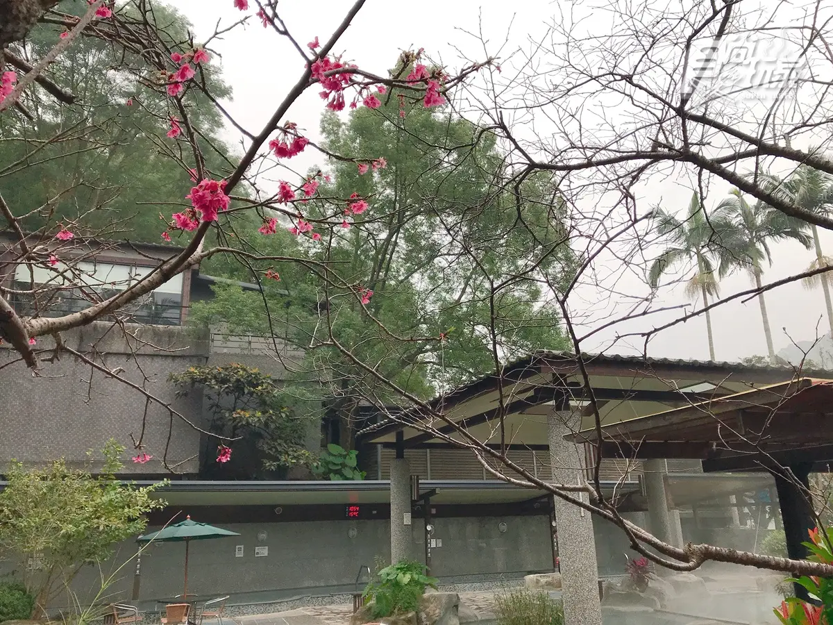 櫻花樹下泡湯只要600元!新北「日本祕境」房間就有無敵山景超好拍 櫻花樹下泡湯只要600元!新北「日本祕境」房間就有無敵山景超好拍