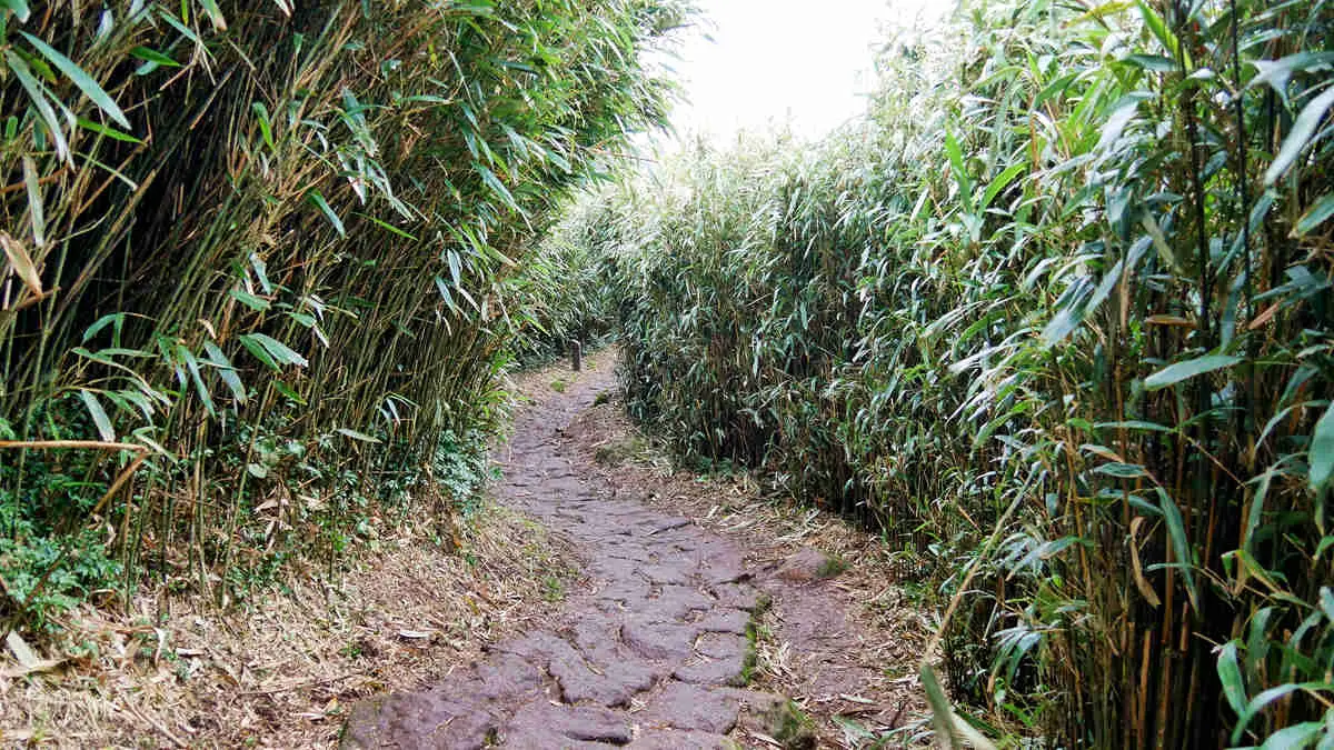 台灣唯一火山步道,台北最高峰七星山輕鬆登頂路線,幼稚園小孩都能走 台灣唯一火山步道,台北最高峰七星山輕鬆登頂路線,幼稚園小孩都能走