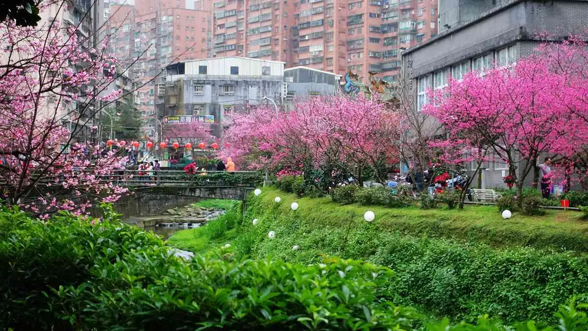 賞櫻不用上山，汐止新台五路旁竟有水岸櫻花林，200多棵山櫻綻放中