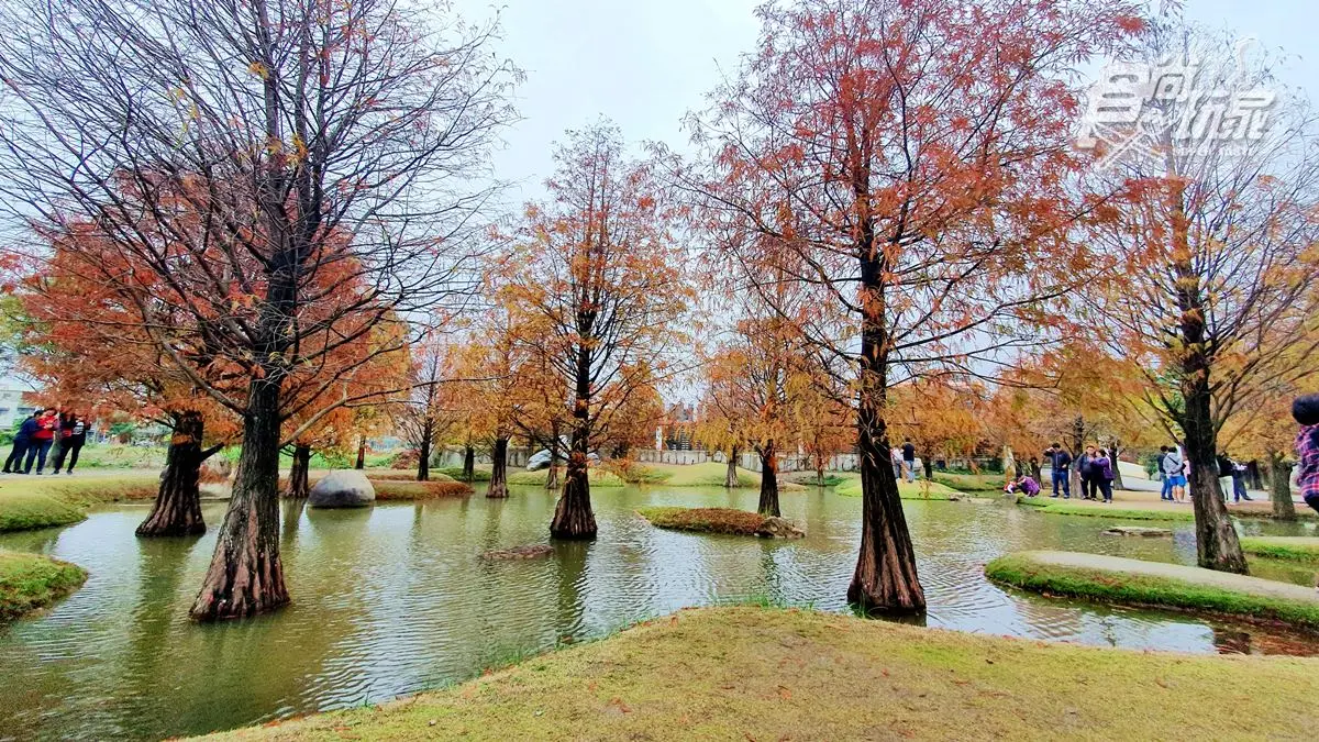 現在還看得到落羽松!田邊工廠裡藏祕境,必拍松林步道、水中倒影 現在還看得到落羽松!田邊工廠裡藏祕境,必拍松林步道、水中倒影