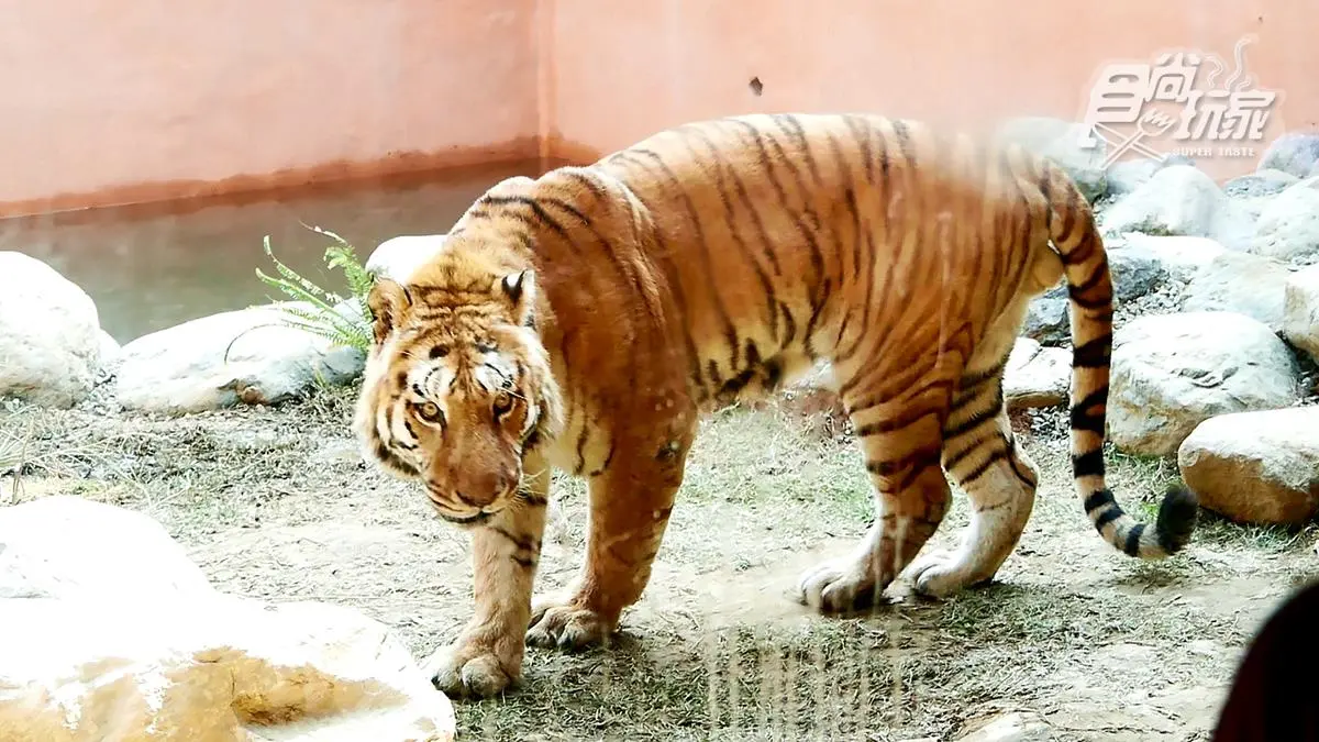 籠子不關動物卻「關人」?地下通道零距離看兩隻老虎,新竹動物園5亮點 籠子不關動物卻「關人」?地下通道零距離看兩隻老虎,新竹動物園5亮點