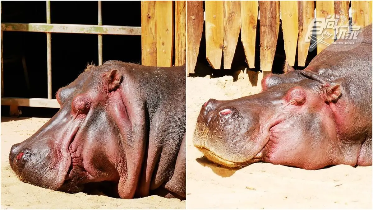 籠子不關動物卻「關人」?地下通道零距離看兩隻老虎,新竹動物園5亮點 籠子不關動物卻「關人」?地下通道零距離看兩隻老虎,新竹動物園5亮點