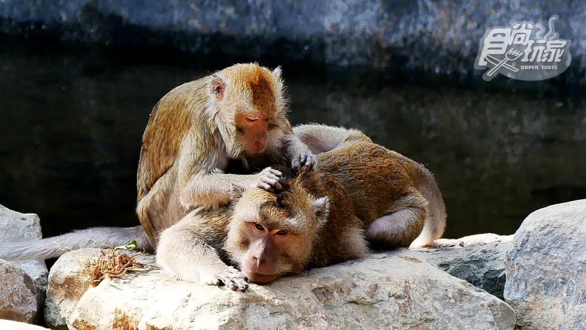 籠子不關動物卻「關人」?地下通道零距離看兩隻老虎,新竹動物園5亮點 籠子不關動物卻「關人」?地下通道零距離看兩隻老虎,新竹動物園5亮點