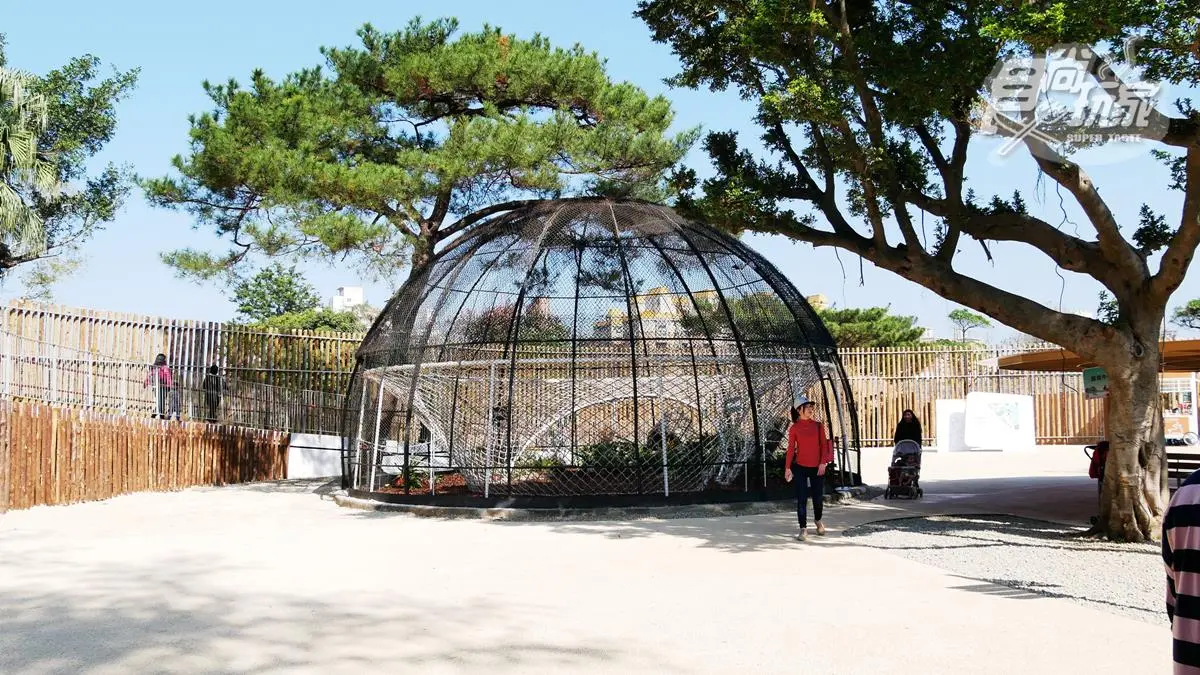 籠子不關動物卻「關人」?地下通道零距離看兩隻老虎,新竹動物園5亮點 籠子不關動物卻「關人」?地下通道零距離看兩隻老虎,新竹動物園5亮點