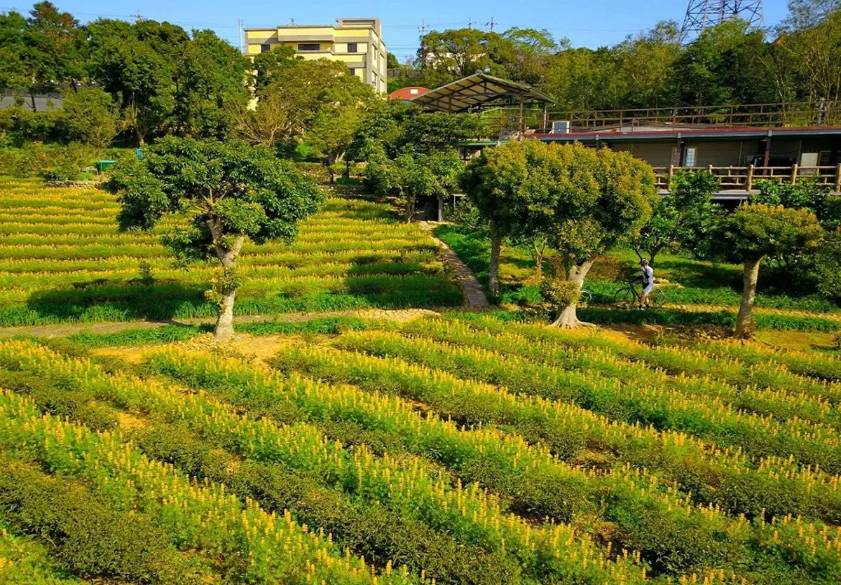 不只有櫻花!台灣春天必拍的「魯冰花海」來了,15公頃金黃花串「閃出整山寶石色」 不只有櫻花!台灣春天必拍的「魯冰花海」來了,15公頃金黃花串「閃出整山寶石色」