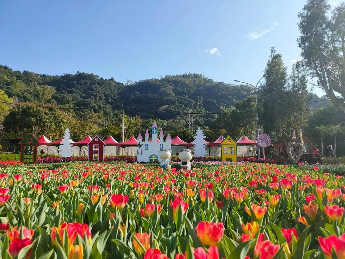 鬱金香展最大規模！不用飛荷蘭日本，士林官邸10萬盆彩色鬱金香「站好等你拍」