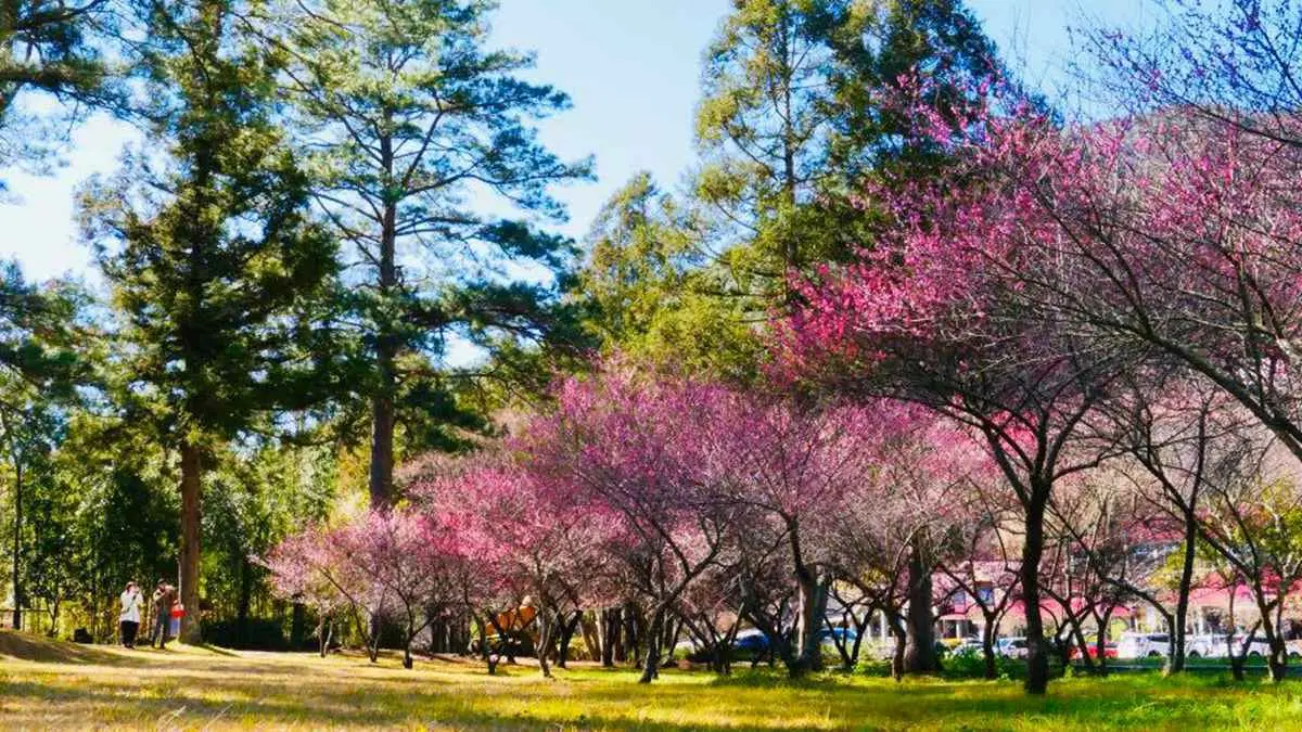 武陵農場「紅粉佳人」開花了!賞櫻+野餐行程好浪漫,交通管制也能上山 武陵農場「紅粉佳人」開花了!賞櫻+野餐行程好浪漫,交通管制也能上山
