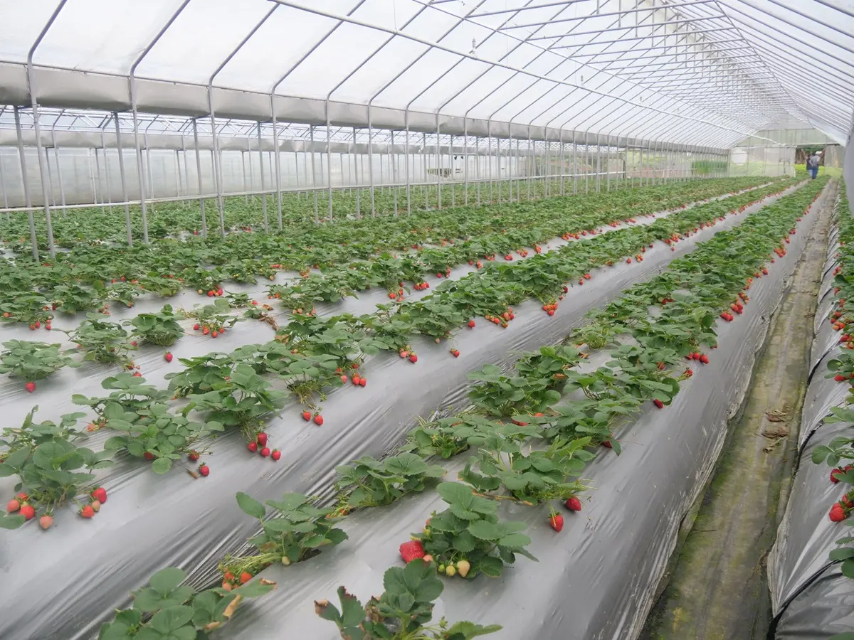 「2020內湖草莓季」開跑!紅通通飽滿草莓超欠摘,還可吃草莓披薩、鬆餅 「2020內湖草莓季」開跑!紅通通飽滿草莓超欠摘,還可吃草莓披薩、鬆餅