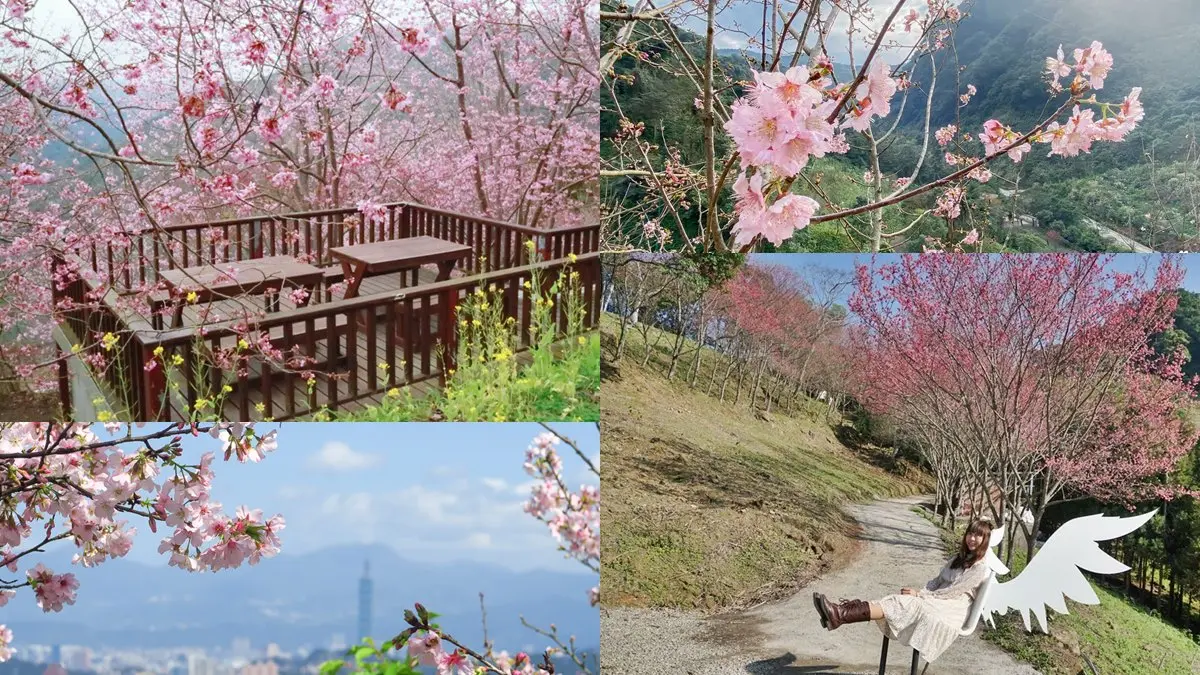 【全台賞櫻12祕境】部落客私藏！北部6處櫻花美景：千株昭和櫻花林、拍天使照