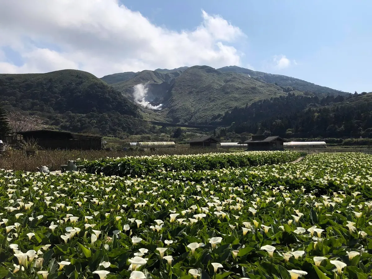 提早開花了！陽明山竹子湖、頂湖「純白海芋」盛放一大片，隨手拍都是滿滿仙氣