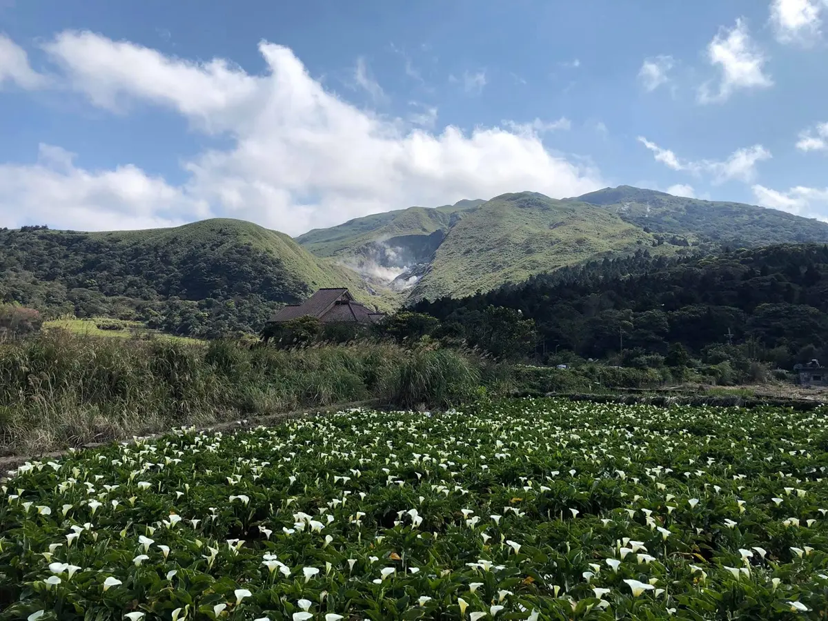 提早開花了！陽明山竹子湖、頂湖「純白海芋」盛放一大片，隨手拍都是滿滿仙氣
