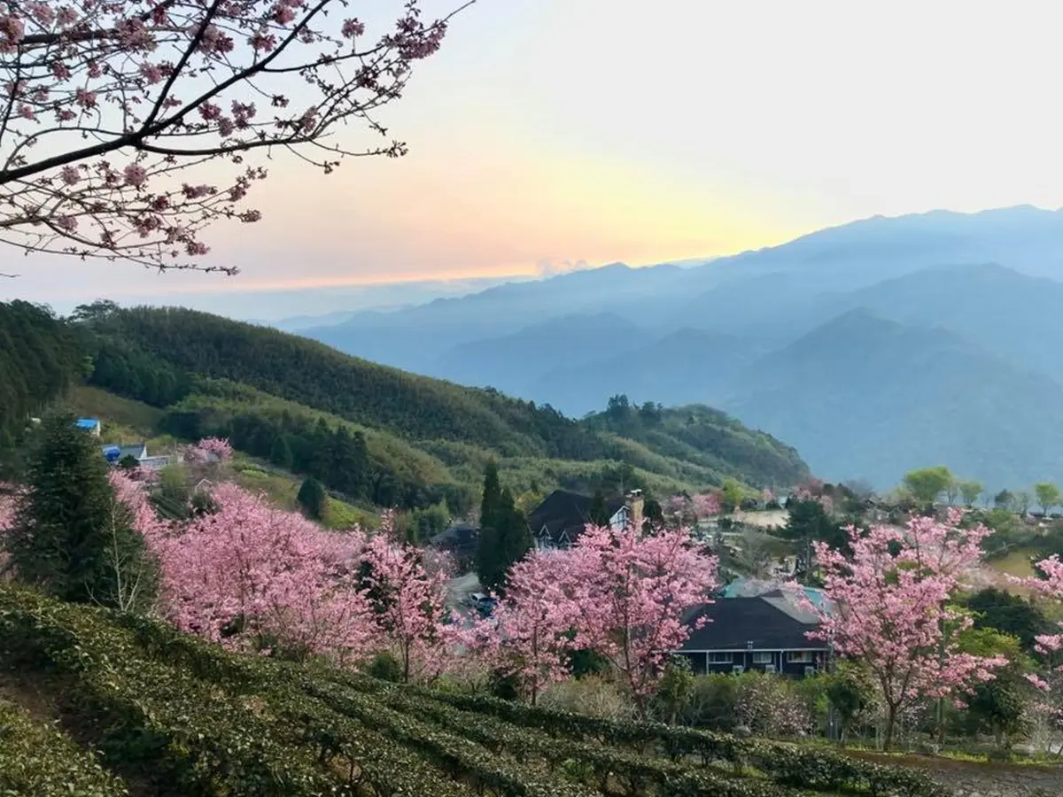 宮崎駿級「粉紅小鎮」在新竹!藏在深山的「祕境櫻花季」開跑,雲海+日出超美 宮崎駿級「粉紅小鎮」在新竹!藏在深山的「祕境櫻花季」開跑,雲海+日出超美
