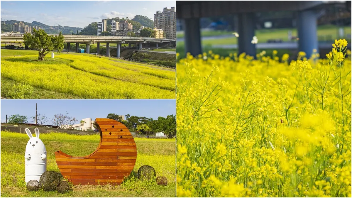 台北新花海「藏可愛驚喜」!千坪油菜花田「下捷運就到」,先找月亮椅、鐵桶兔合照