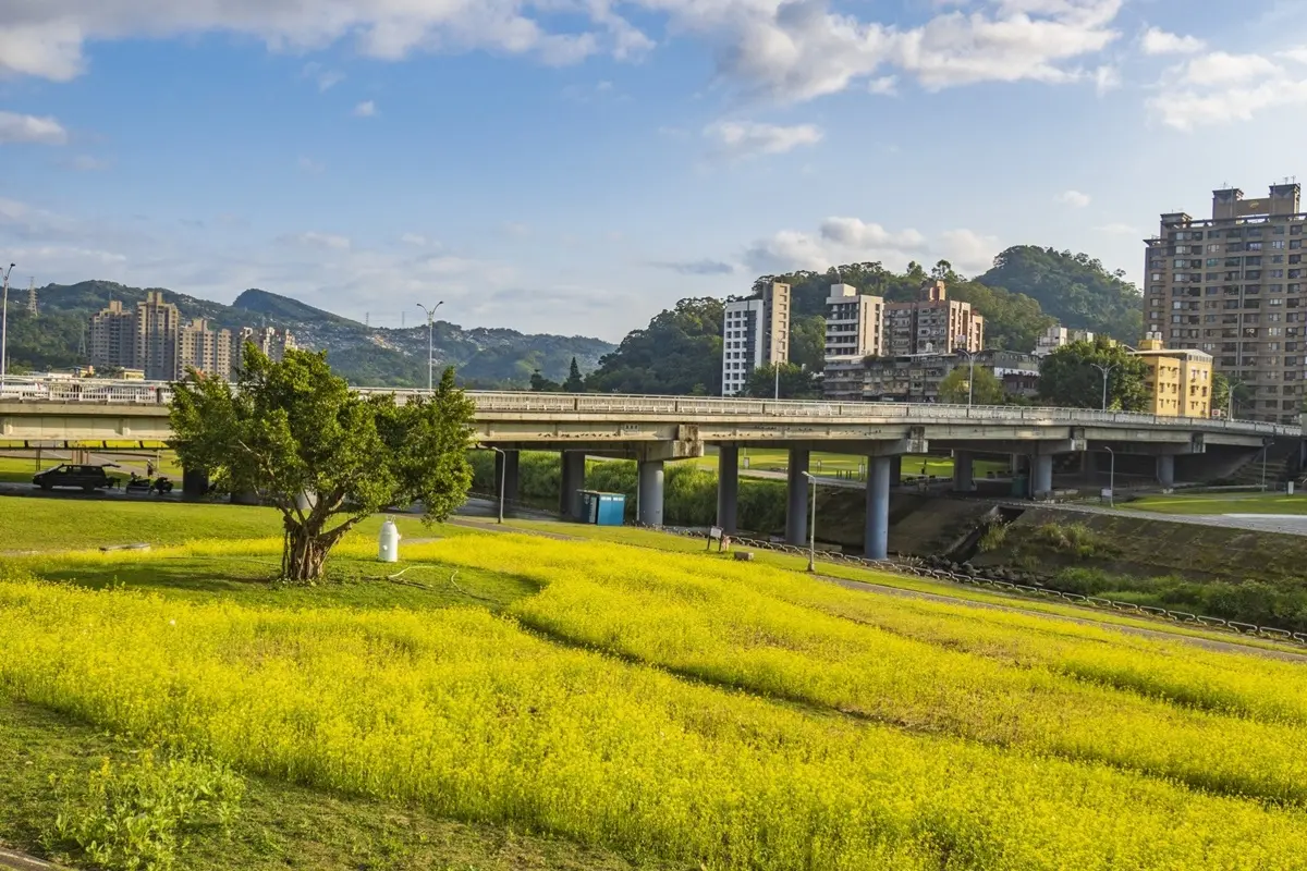 台北新花海「藏可愛驚喜」!千坪油菜花田「下捷運就到」,先找月亮椅、鐵桶兔合照 台北新花海「藏可愛驚喜」!千坪油菜花田「下捷運就到」,先找月亮椅、鐵桶兔合照
