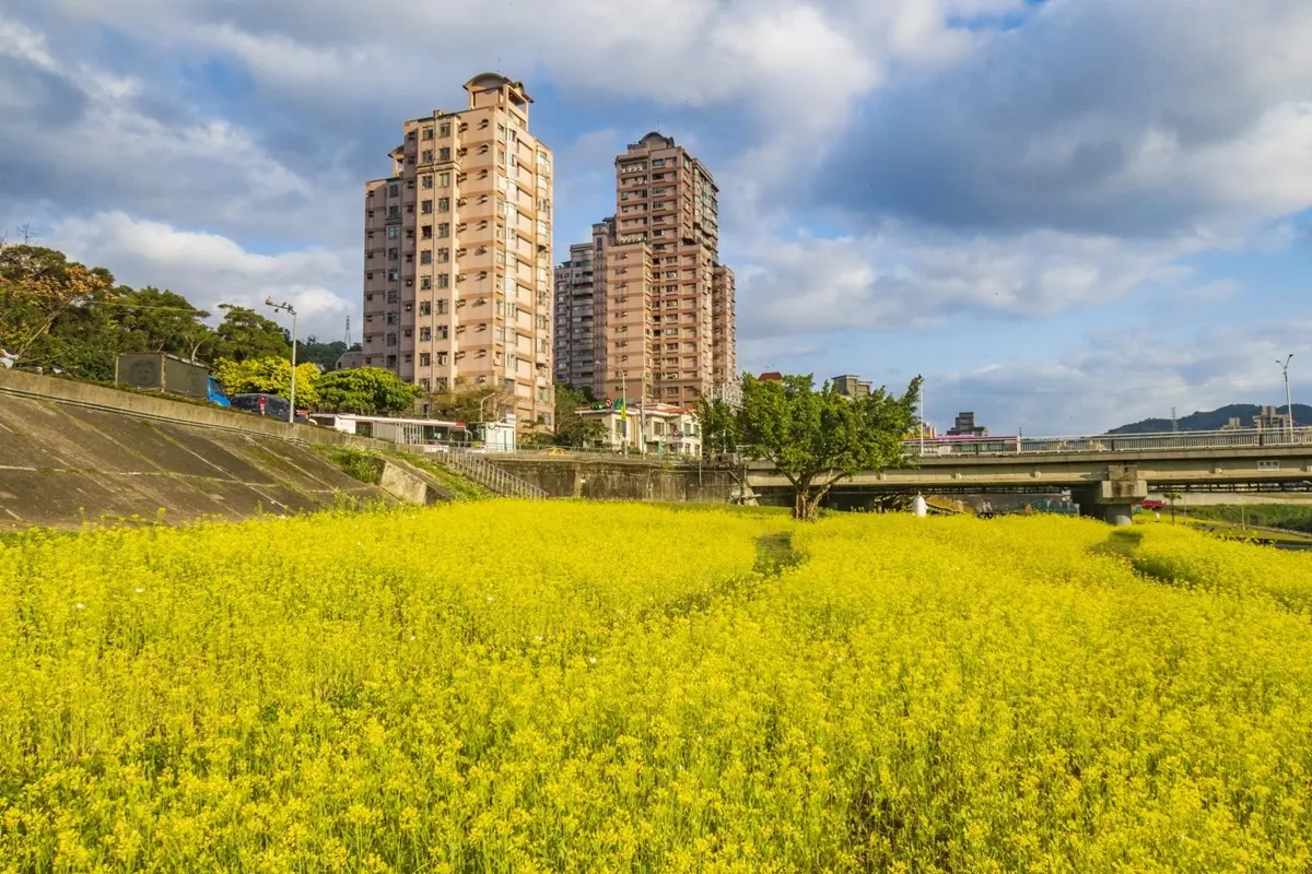 台北新花海「藏可愛驚喜」!千坪油菜花田「下捷運就到」,先找月亮椅、鐵桶兔合照 台北新花海「藏可愛驚喜」!千坪油菜花田「下捷運就到」,先找月亮椅、鐵桶兔合照