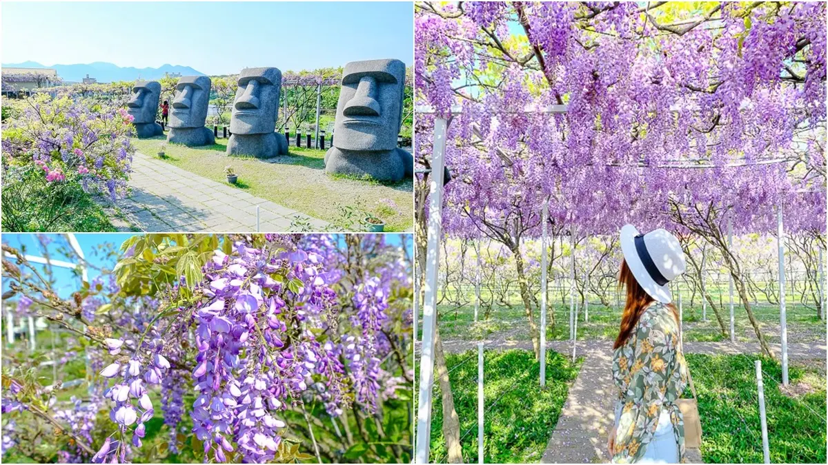 全台最大「紫藤花園」在淡水！千株紫藤花「從天灑下」最美花期曝光，順拍摩艾石像